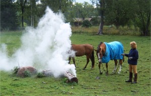 Training of horses for security