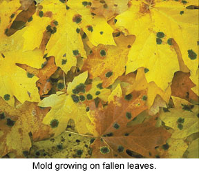 Mold growing on fallen leaves