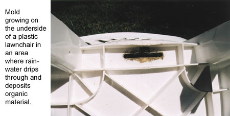mold growing on lawnchair